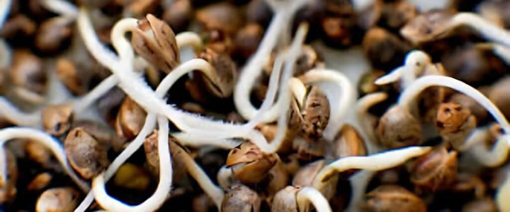Essential Steps to Avoid Cannabis Seed Germination Failure