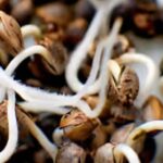 Essential Steps to Avoid Cannabis Seed Germination Failure