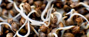 Essential Steps to Avoid Cannabis Seed Germination Failure