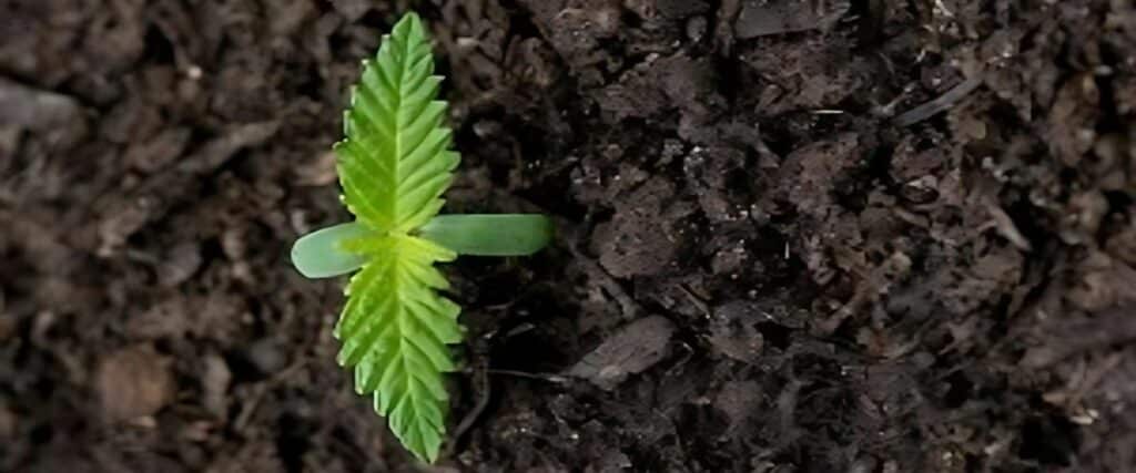 Troubleshooting Tips for Non-Germinating Cannabis Seeds