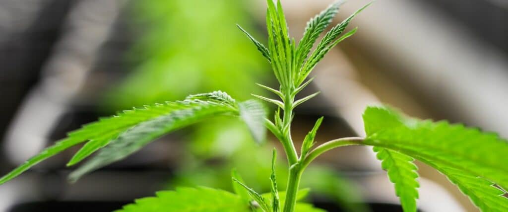 differentiating male from female cannabis plants