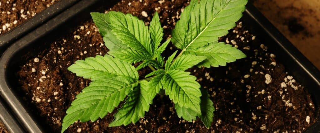 determine the sex of cannabis plants