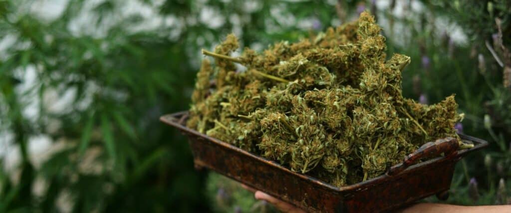 benefits and effects of Linalool Terpene