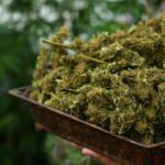 Benefits and effects of Linalool Terpene