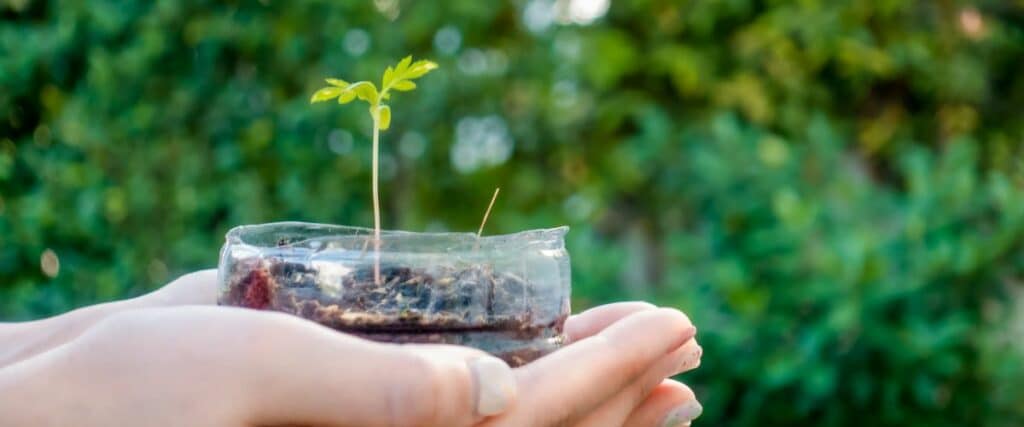 select the perfect cannabis growing medium