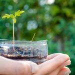 select the perfect cannabis growing medium