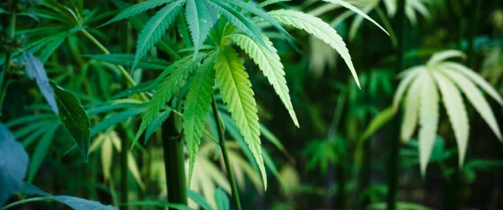 potential of your cannabis garden with effective companion plants