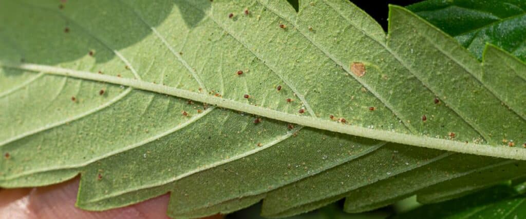 Facing pest problems in your cannabis grow