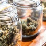 art of burping cannabis jars for optimal curing