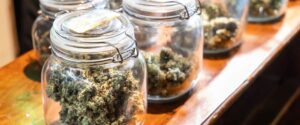 art of burping cannabis jars for optimal curing