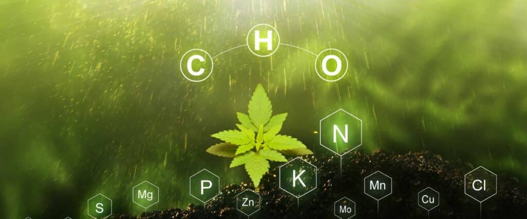 benefits of using organic cannabis nutrients for healthier plant growth