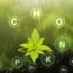 benefits of using organic cannabis nutrients for healthier plant growth