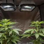 Compact indoor cannabis setup with two plants under LED lights inside a reflective grow tent.