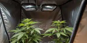 Compact indoor cannabis setup with two plants under LED lights inside a reflective grow tent.