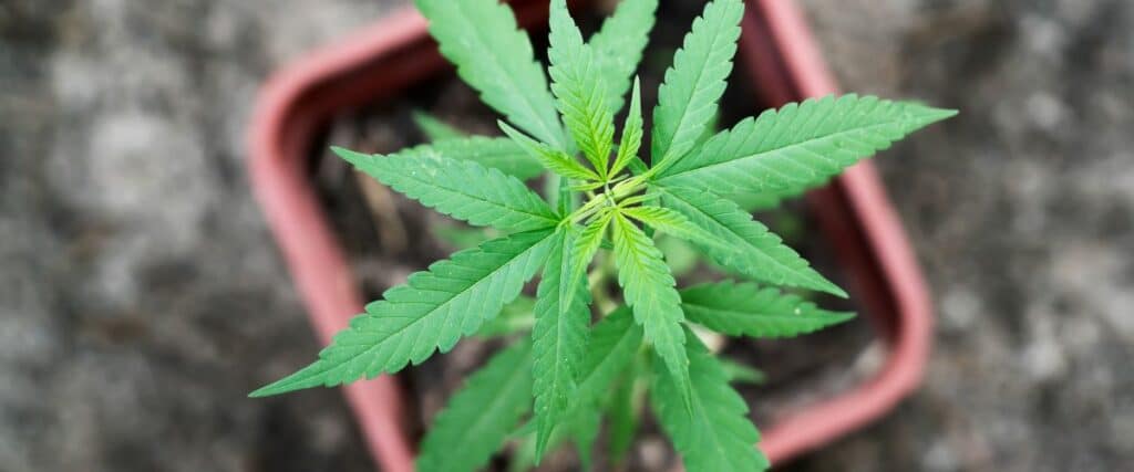 complexities of TAC and THC in cannabis