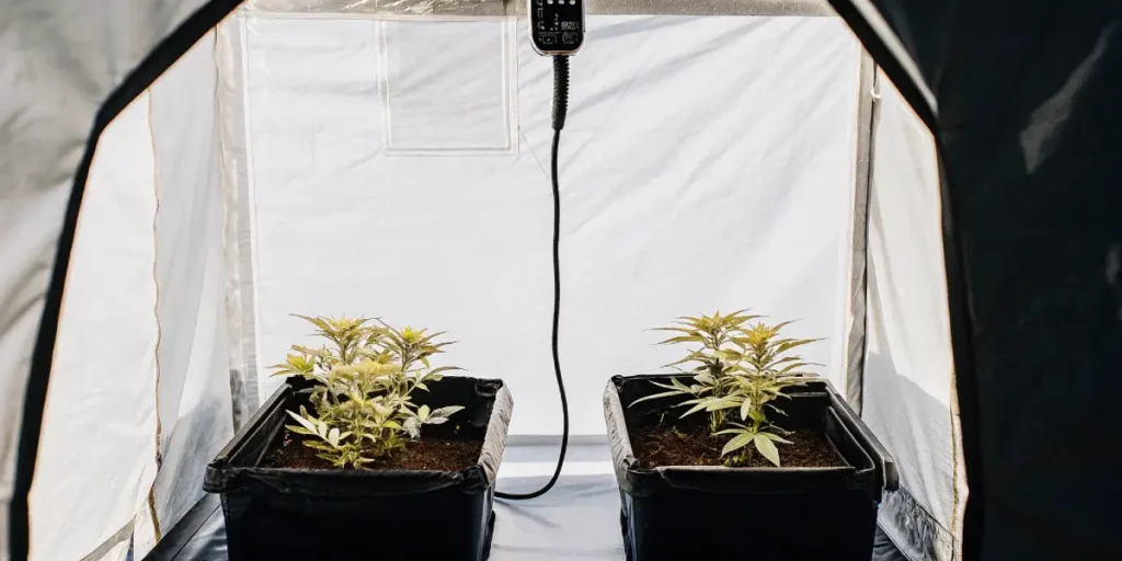Early-stage cannabis grow tent with two young plants in black containers and white reflective walls.