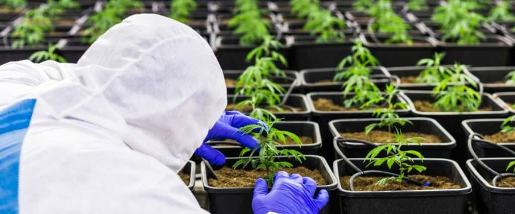 ideal growing medium for your cannabis plants