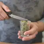 Close-up of hands cutting cannabis buds with scissors inside a shot glass, illustrating how to grind weed without a grinder.