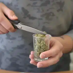 Close-up of hands cutting cannabis buds with scissors inside a shot glass, illustrating how to grind weed without a grinder.