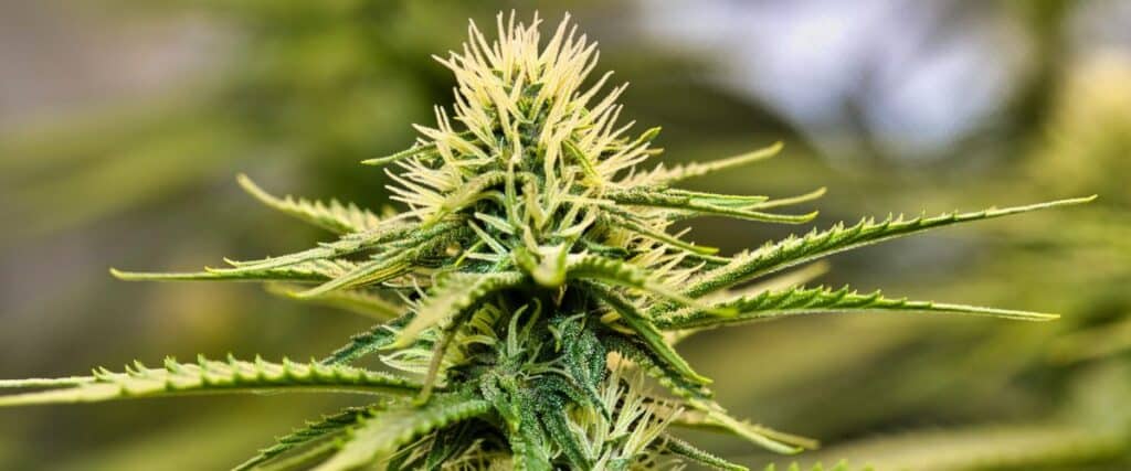 tips on spotting bud rot early