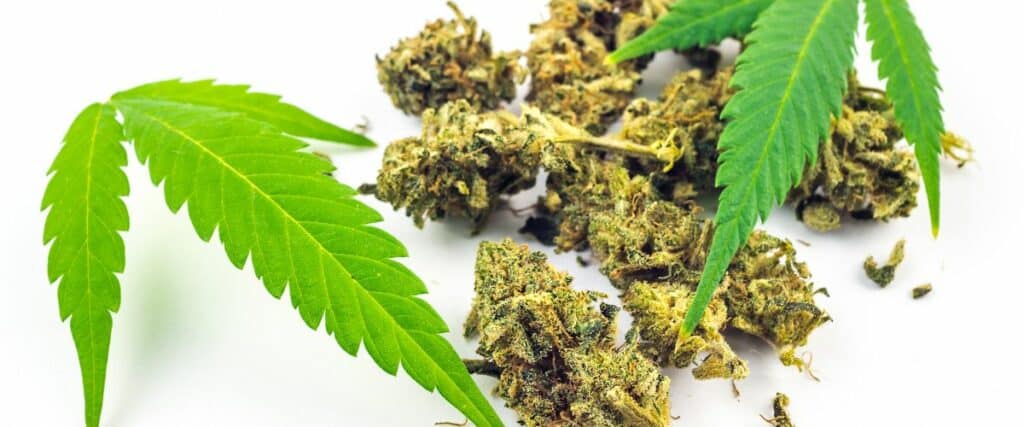 importance of TAC (total active cannabinoids)