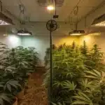 Indoor cannabis grow room with phosphorus nutrient flow and LED lights over healthy green plants.