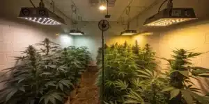 Indoor cannabis grow room with phosphorus nutrient flow and LED lights over healthy green plants.