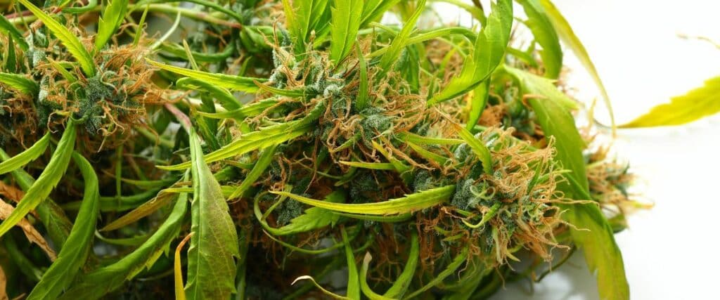 Health-promoting effects of Linalool Terpene