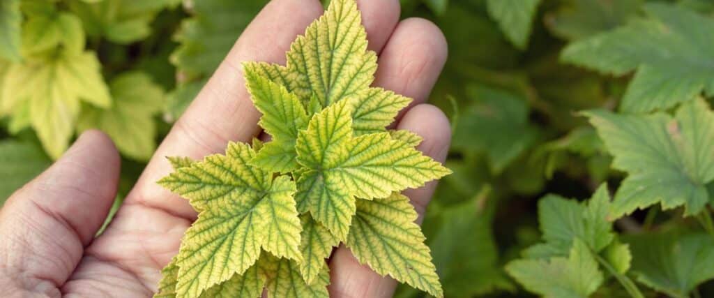 identify and manage nitrogen imbalances in your cannabis plants