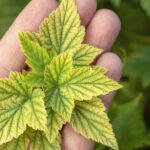 identify and manage nitrogen imbalances in your cannabis plants