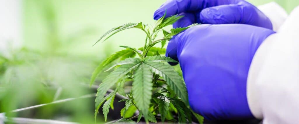 role of nitrogen in cannabis cultivation