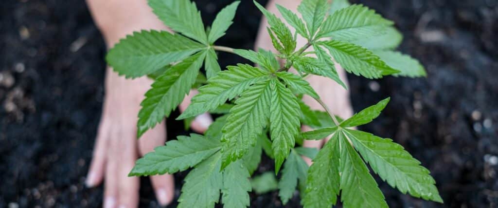 various cannabis growing mediums