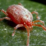 challenge of russet mites in cannabis cultivation