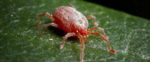 challenge of russet mites in cannabis cultivation