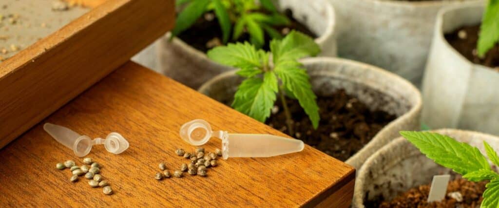 critical role of PPFD in the early stages of cannabis growth