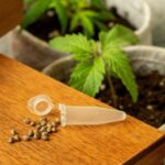 critical role of PPFD in the early stages of cannabis growth