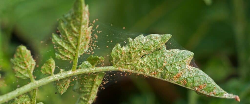 challenges cannabis growers face with pests like russet mites
