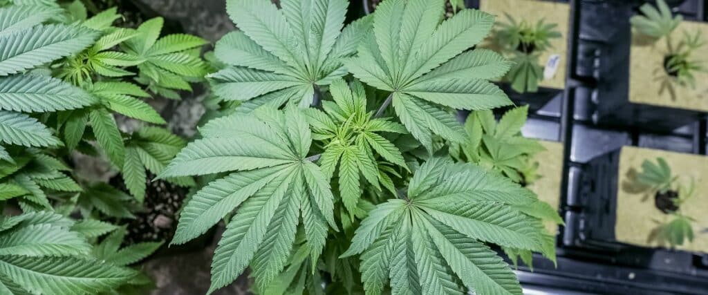 How Linalool Terpene enhances well-being