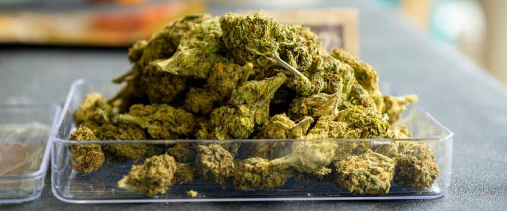 identify and prevent cannabis bud rot