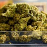 identify and prevent cannabis bud rot