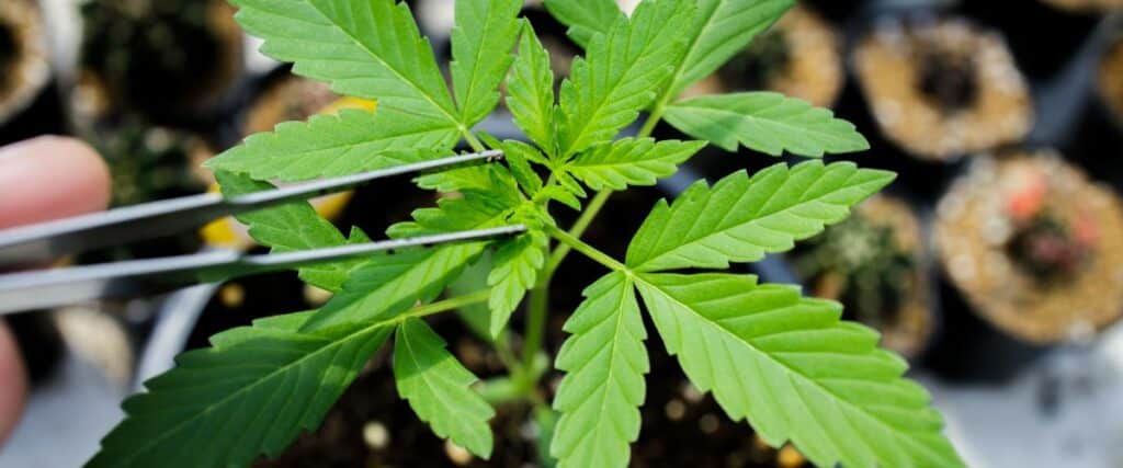 PPFD for cannabis cultivation