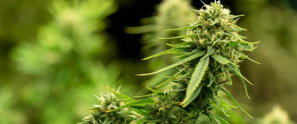 critical signs of cannabis bud rot