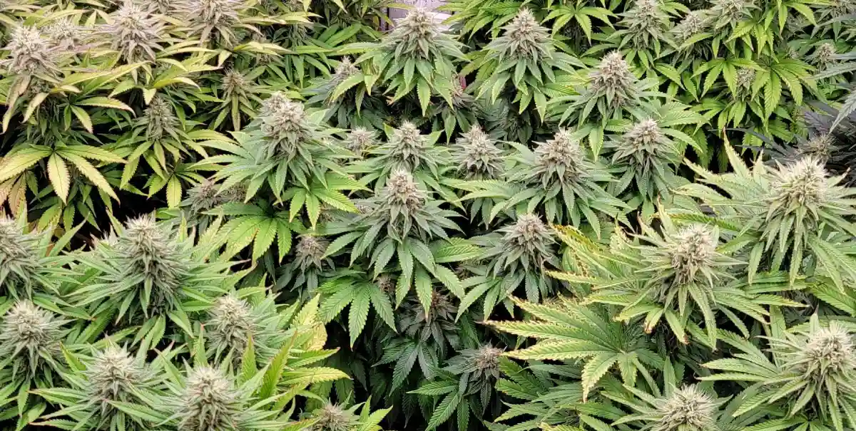 Top-down view of a healthy African x Princess 88 cannabis plant in mid-growth, with broad green leaves and excellent canopy coverage in a soil pot.