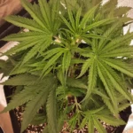 Close-up view of lush African x Princess 88 cannabis strain, showcasing dense buds with vibrant green leaves, thriving under optimal growth conditions.