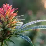 Close-up of a Banizzle bud with a unique color palette and heavy resin against a blurred background.