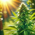 Best Weed for Energy