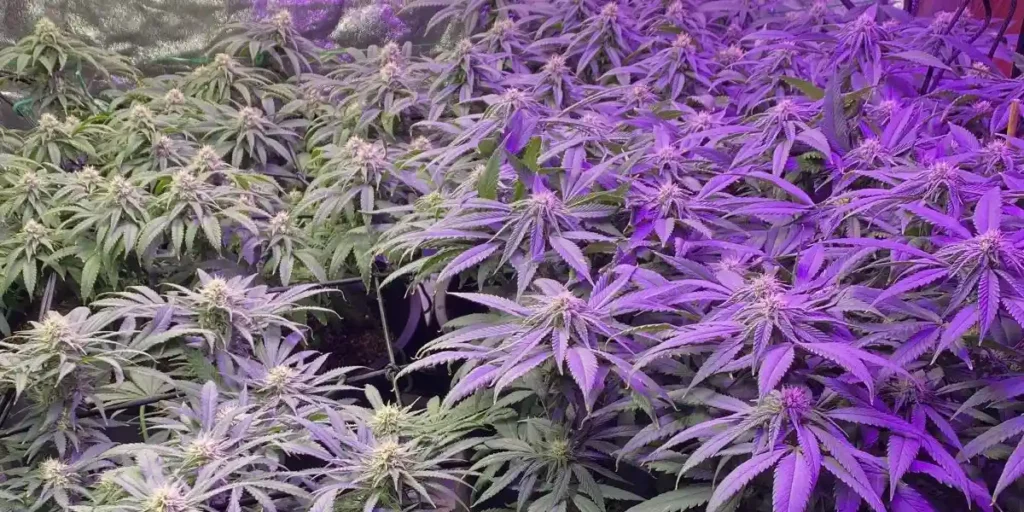 indoor cannabis plants under intense purple LED lighting during flowering stage
