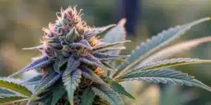 Close-up of a Blueberry bud with rich blue hues and frosty trichomes on a contrasting backdrop.