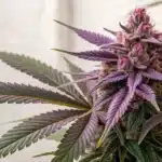 Close-up of a mature CBD Purple Kush Auto bud with vibrant purple colors and dense resinous trichomes.