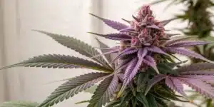 Close-up of a mature CBD Purple Kush Auto bud with vibrant purple colors and dense resinous trichomes.